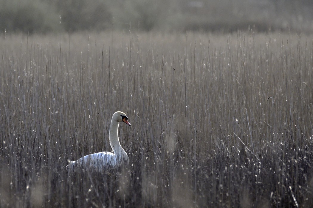 Cygne Tuberculé